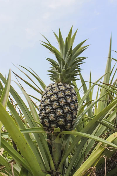 Ananasové plantáže — Stock fotografie