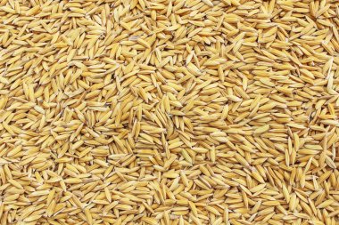 Jasmin olgun pirinç