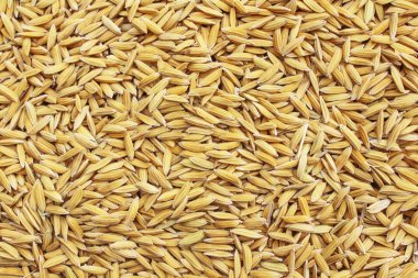 Jasmin olgun pirinç