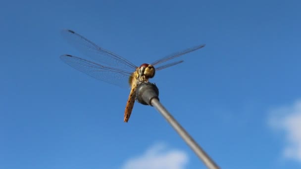 Libellula — Video Stock