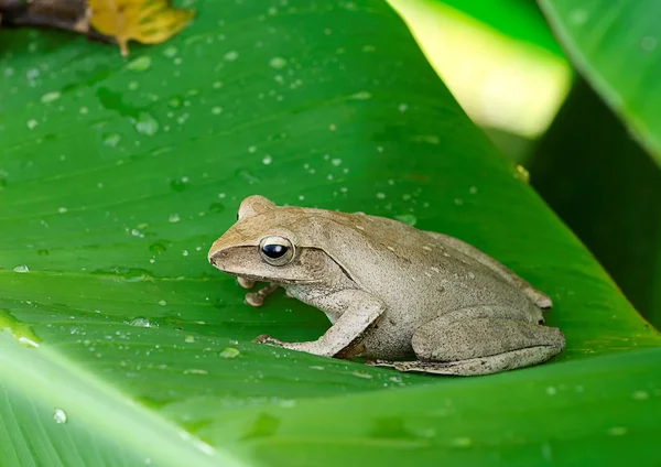 Groda i naturen — Stockfoto