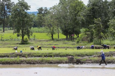 Çiftçi yeşil pirinç alan Tayland ile
