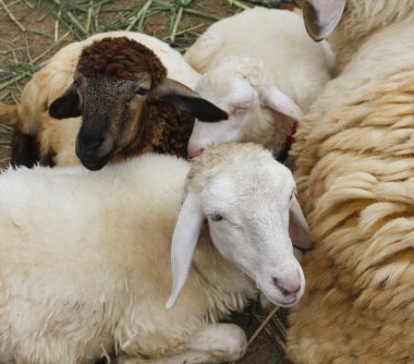 Çiftlikteki koyunlar