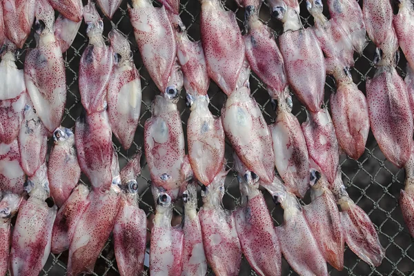 Calamari secchi in Thailandia — Foto Stock