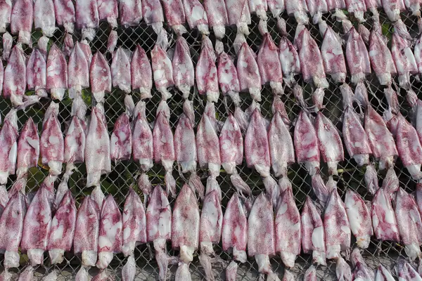 Torkad bläckfisk i thailand — Stockfoto