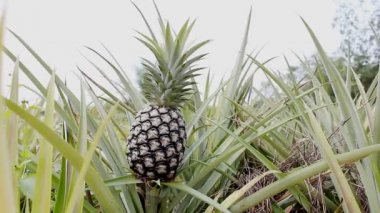 ananas gruptaki