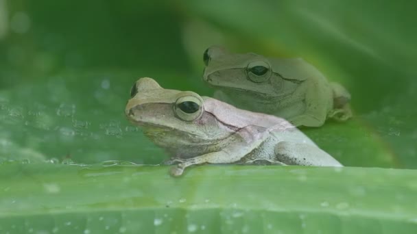 Grenouille sur feuilles vertes 