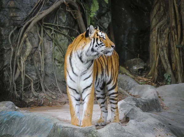 Stand alone of sumatran tiger — Stock Photo, Image