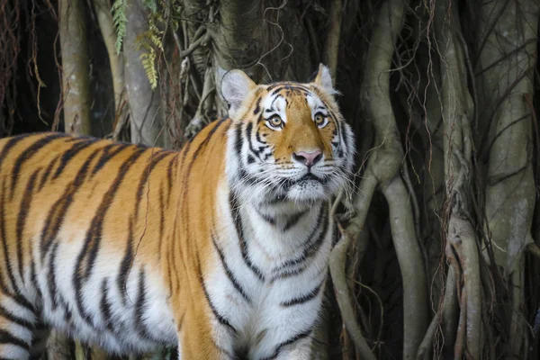 Tigre — Fotografia de Stock