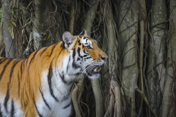 Sumatran tiger — Stock Photo, Image