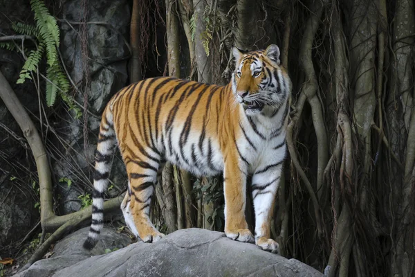 Отдельно от суматранского тигра — стоковое фото