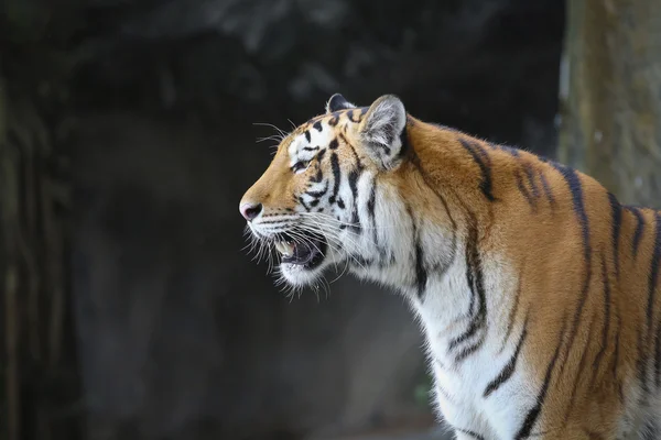 Nagy tiger az állatkertben — Stock Fotó