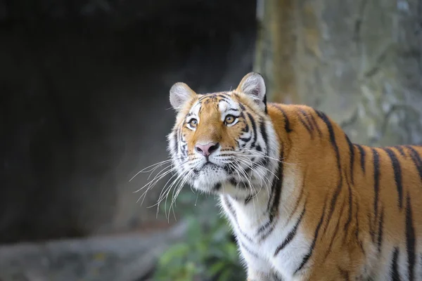 Nagy tiger az állatkertben — Stock Fotó