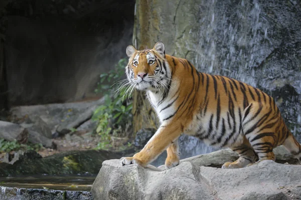 Sumatran tiger — Stock Photo, Image