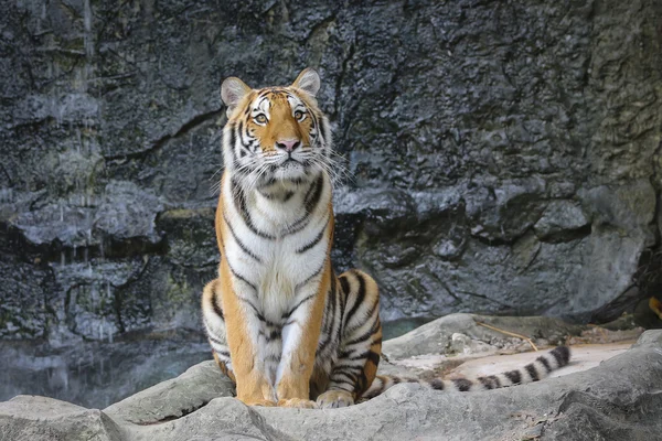 Sumatran tiger — Stock Photo, Image