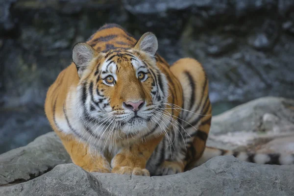 Grande tigre no zoológico — Fotografia de Stock