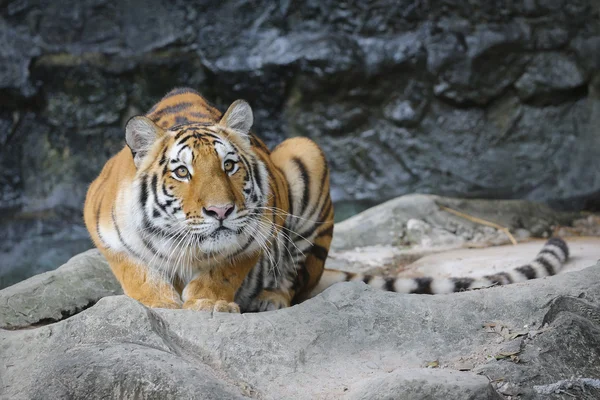 Tigre-de-sumatra — Fotografia de Stock