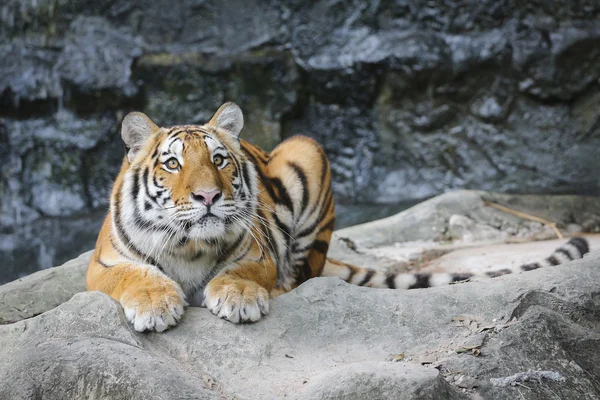 動物園でトラ — ストック写真