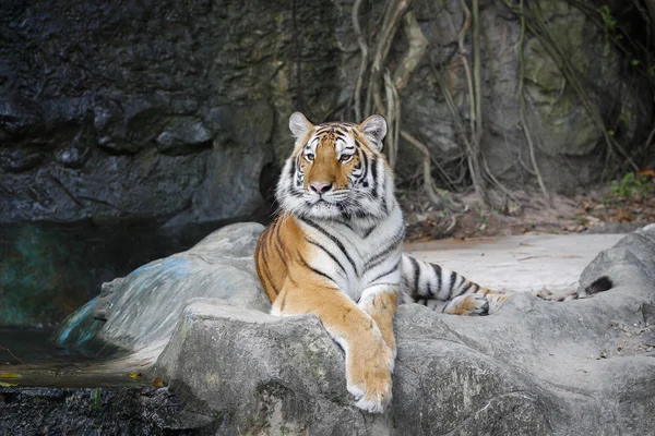 Tigre — Fotografia de Stock