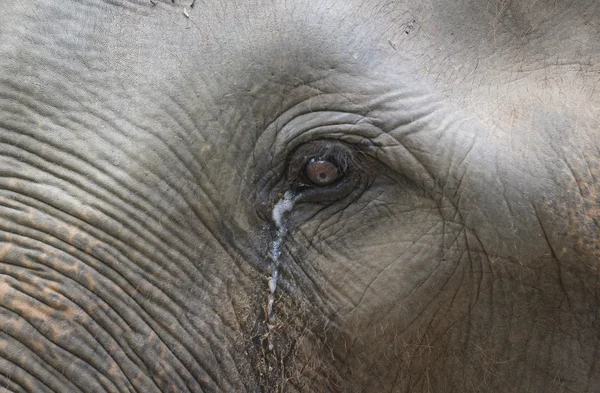 Closeup of elephant eye — Stock Photo, Image