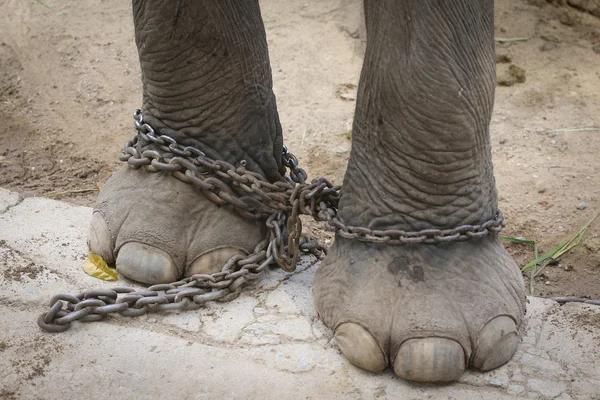 Elefante da perna acorrentado — Fotografia de Stock