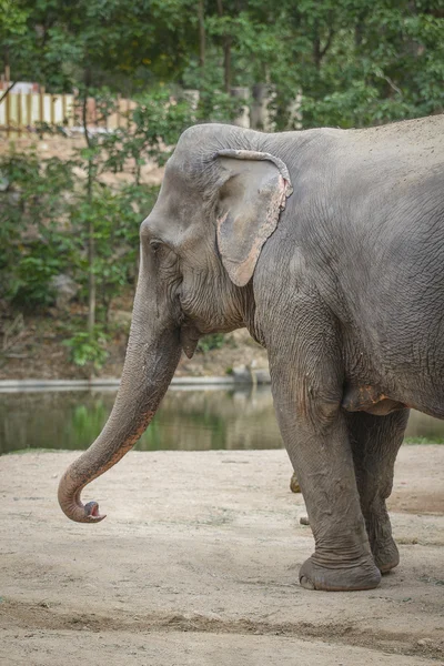 Asian elephant — Stock Photo, Image