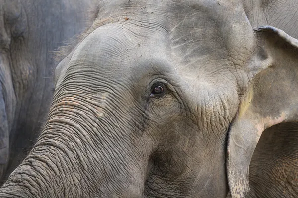Closeup of elephant head — Stock Photo, Image