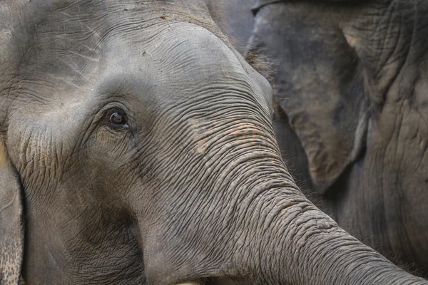 Closeup of elephant head — Stock Photo, Image