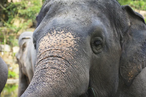 Close-up da cabeça de elefante — Fotografia de Stock