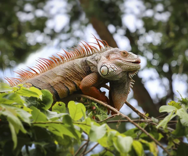 Alter Leguan auf Baum — Stockfoto