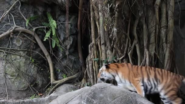 Sumatraanse tijger — Stockvideo