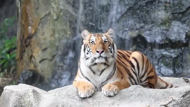 Sumatraanse tijger — Stockvideo