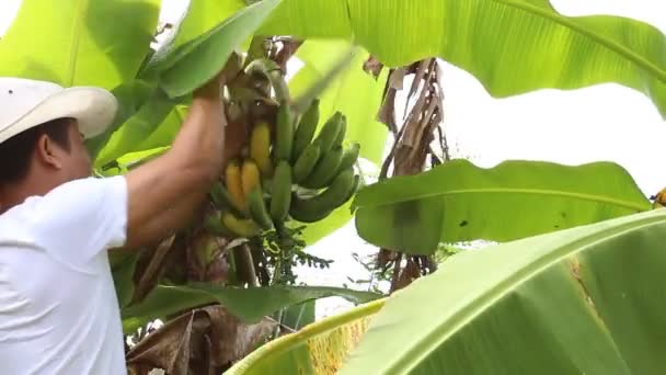 Plukken van bananen — Stockvideo