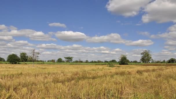 Campo de arroz con cielo azul — Vídeos de Stock