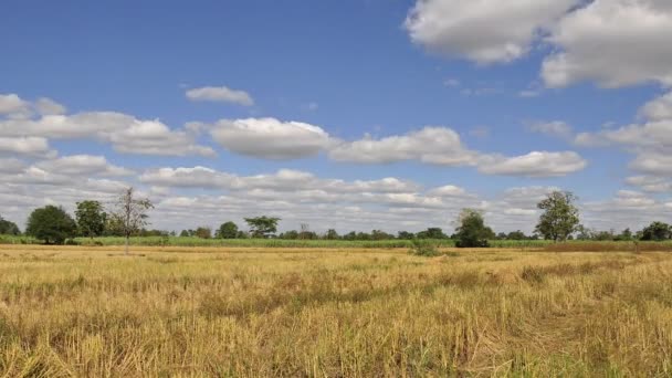 Rijstveld met blauwe lucht — Stockvideo