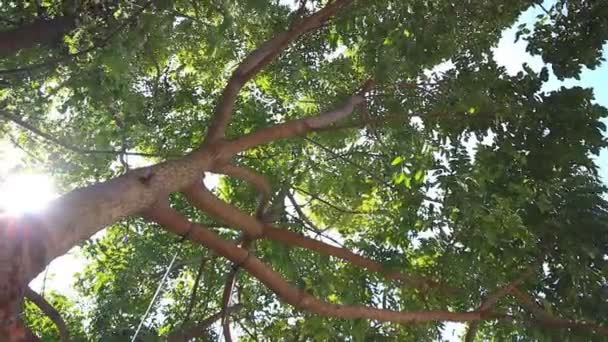 Copac cu lumină însorită — Videoclip de stoc