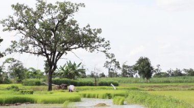 Tayland pirinç yeşil çiftlik
