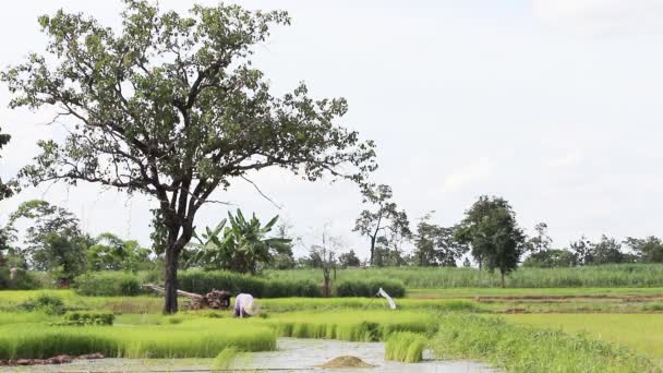 Granja de arroz verde en Tailandia — Vídeos de Stock