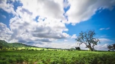 bulutlu gökyüzü ile yeşil bitki