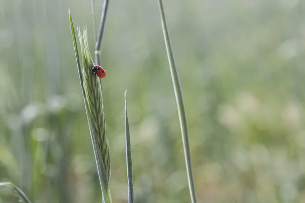 Grön vete öra — Stockfoto