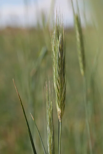 Orecchio di grano verde — Foto Stock