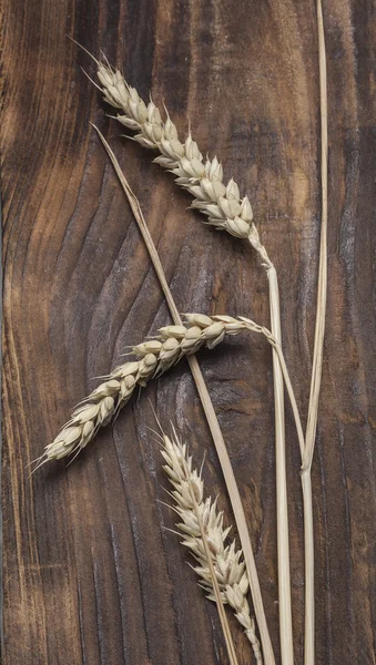 Wheat ears — Stock Photo, Image