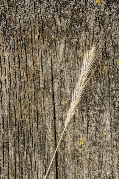 Gerst oor over een houten achtergrond — Stockfoto