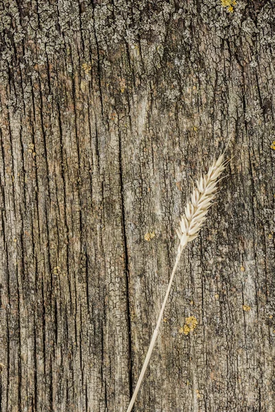 Gerst oor over een houten achtergrond — Stockfoto