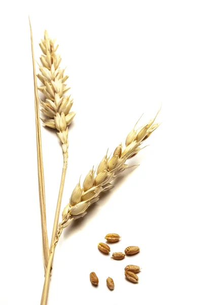Chiudere le colture cerealicole di grano — Foto Stock