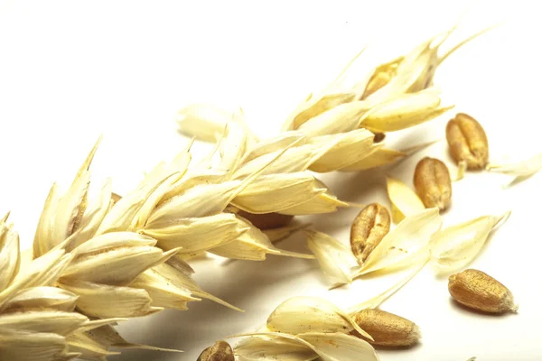 Close up wheat cereal crops — Stock Photo, Image