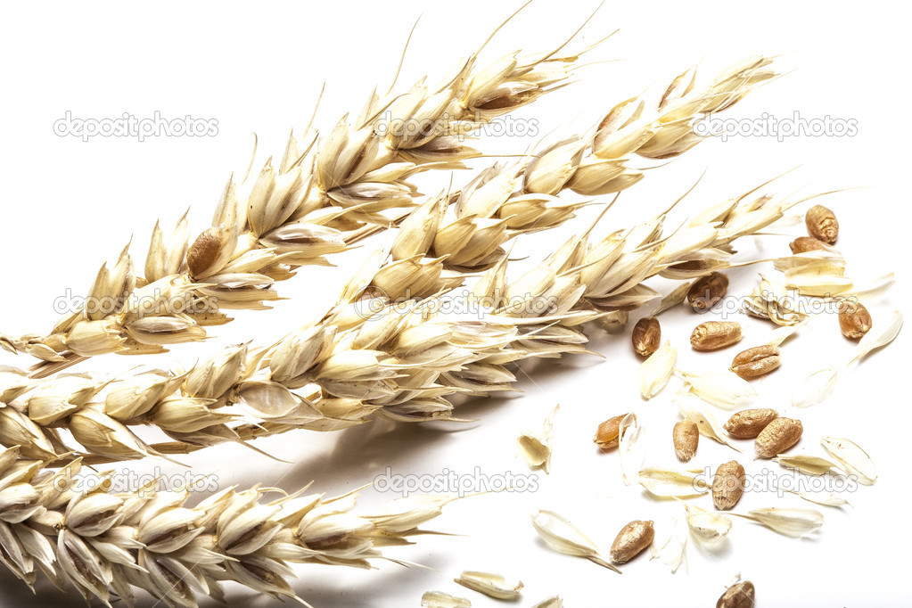 Close up wheat cereal crops