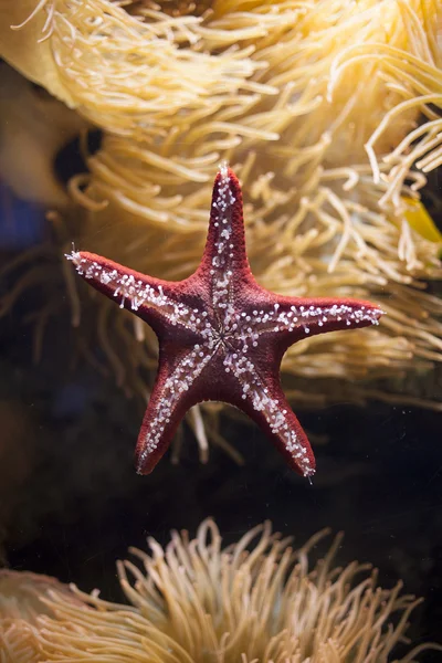 Akvárium hvězda — Stock fotografie