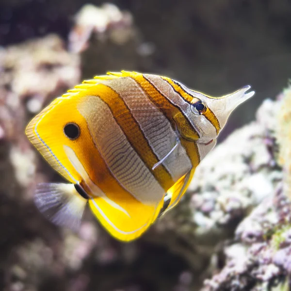 Peces de acuario — Foto de Stock