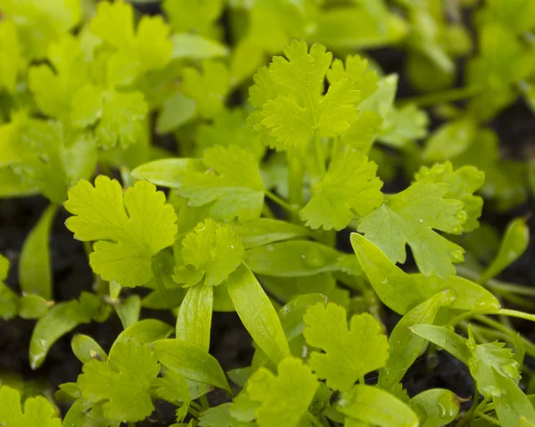 Καλλιέργεια φρέσκο κόλιανδρο cilantro μαϊντανό — Φωτογραφία Αρχείου